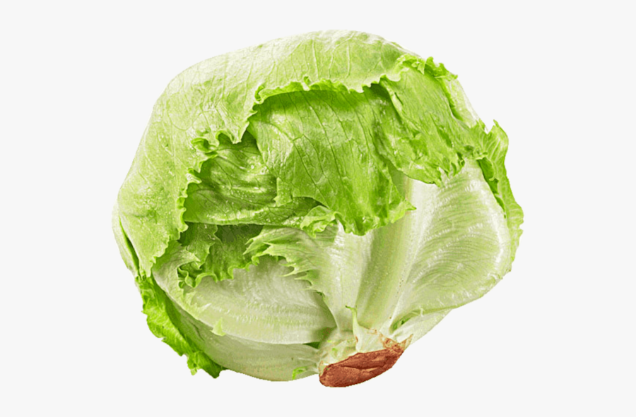 Romaine Lettuce Seed Iceberg Lettuce Rijk Zwaan Salad - Transparent Background Lettuce Transparent, Transparent Clipart