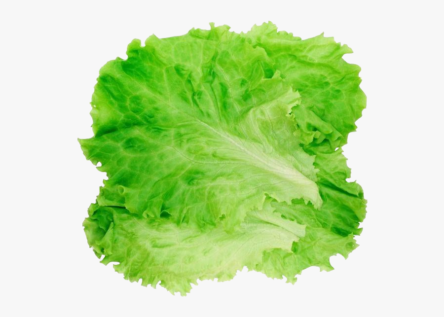 Romaine Lettuce Hamburger Salad Clip Art - Lettuce Png, Transparent Clipart