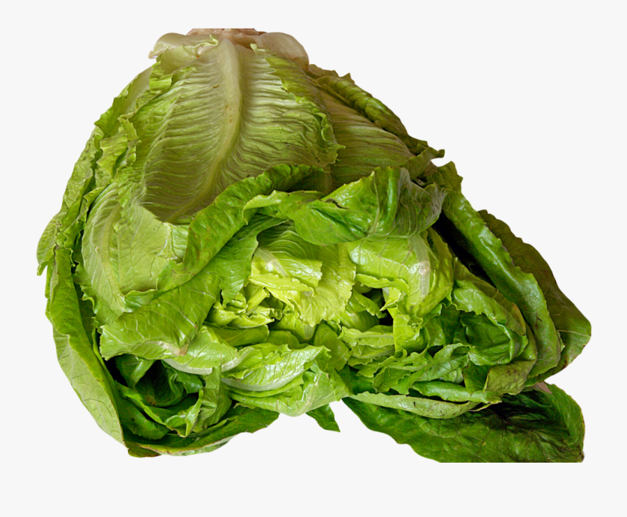 Transparent Lettuce Png - Lettuce, Transparent Clipart
