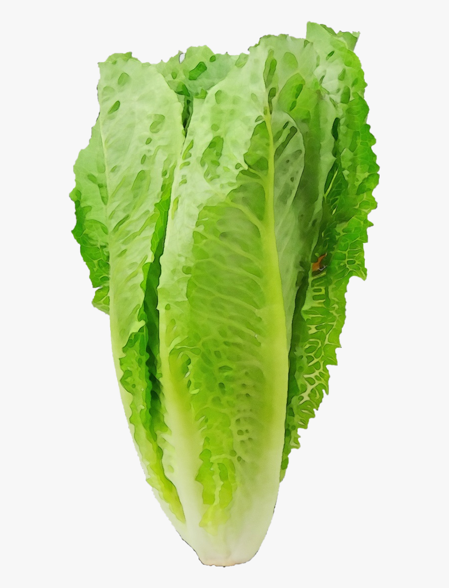 Romaine Lettuce Health Pregnancy Food Eating Romaine Lettuce , Free