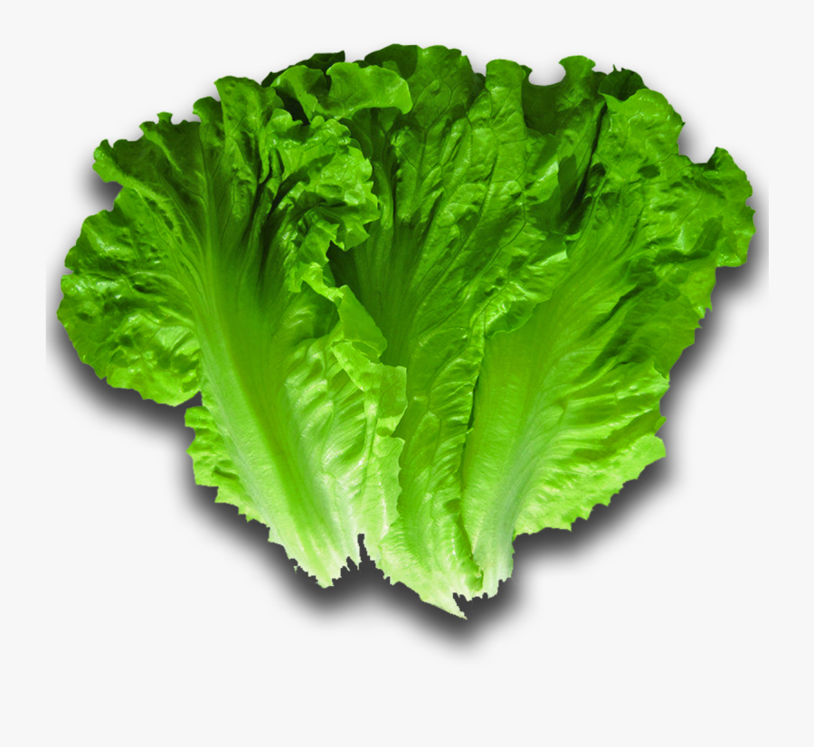 Iceburg Lettuce - Lettuce Png, Transparent Clipart