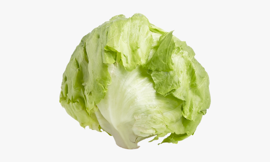Romaine Lettuce Iceberg Lettuce Endive Leaf Vegetable - Iceberg Lettuce Transparent Background, Transparent Clipart