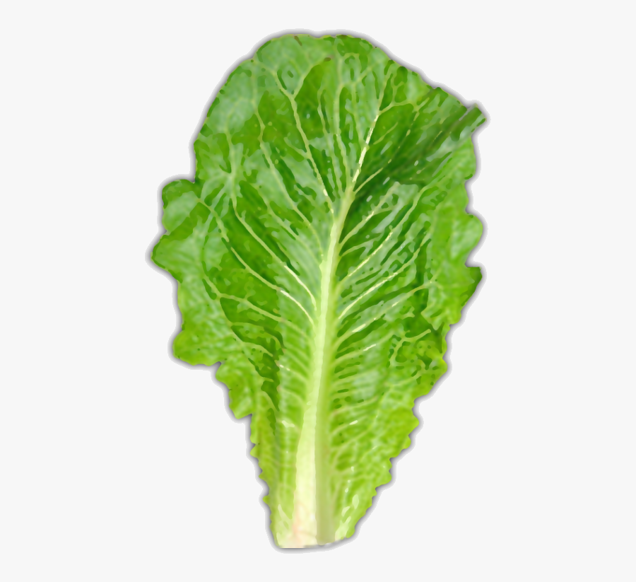 Usually About One Large Leaf - Piece Of Romaine Lettuce, Transparent Clipart
