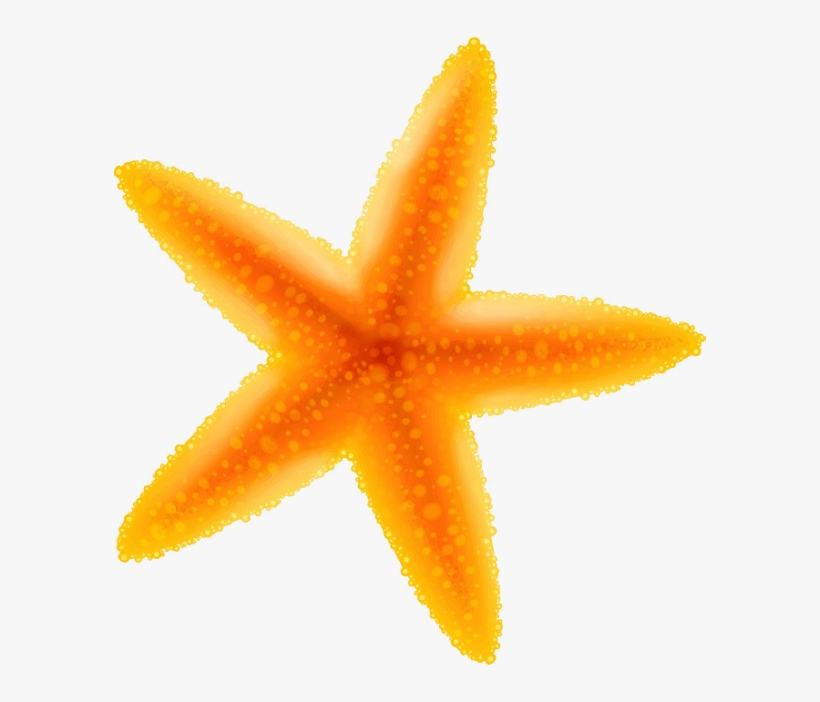 Starfish Yellow Clipart Transparent Png - Starfish, Transparent Clipart