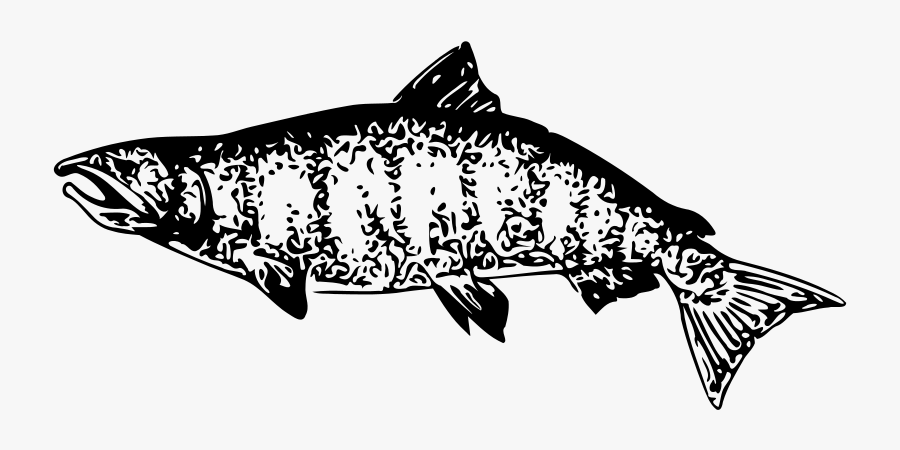 Clip Art Drawing Vector Graphics Image Salmon - Coregonus Lavaretus, Transparent Clipart