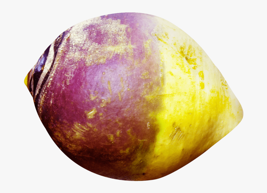 Rutabaga - Rutabaga Png, Transparent Clipart