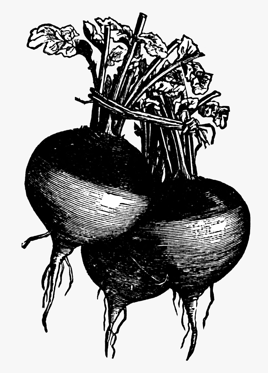 Rutagbaga Black And White Illustration Clipart - Black And White Clipart Turnips, Transparent Clipart