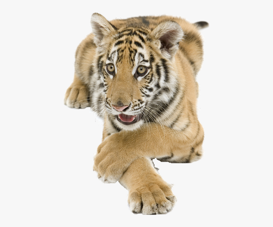 Oturan Aslan Png , Transparent Cartoons - Tiger Png, Transparent Clipart