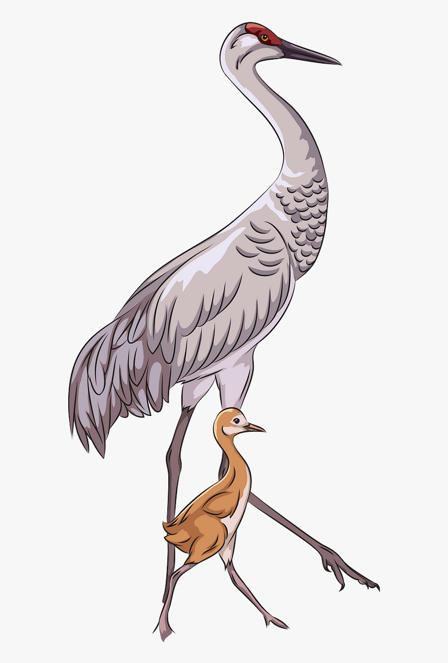 Great Blue Heron, Transparent Clipart