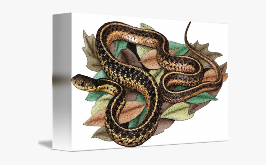 Drawn Snake Garden Snake - Color Garden Snake Drawing, Transparent Clipart