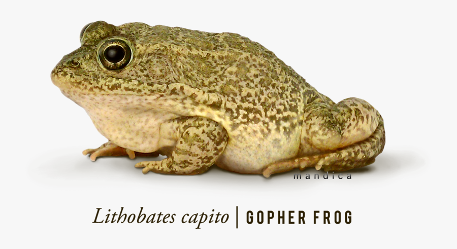 Frog Png - Frog, Transparent Clipart