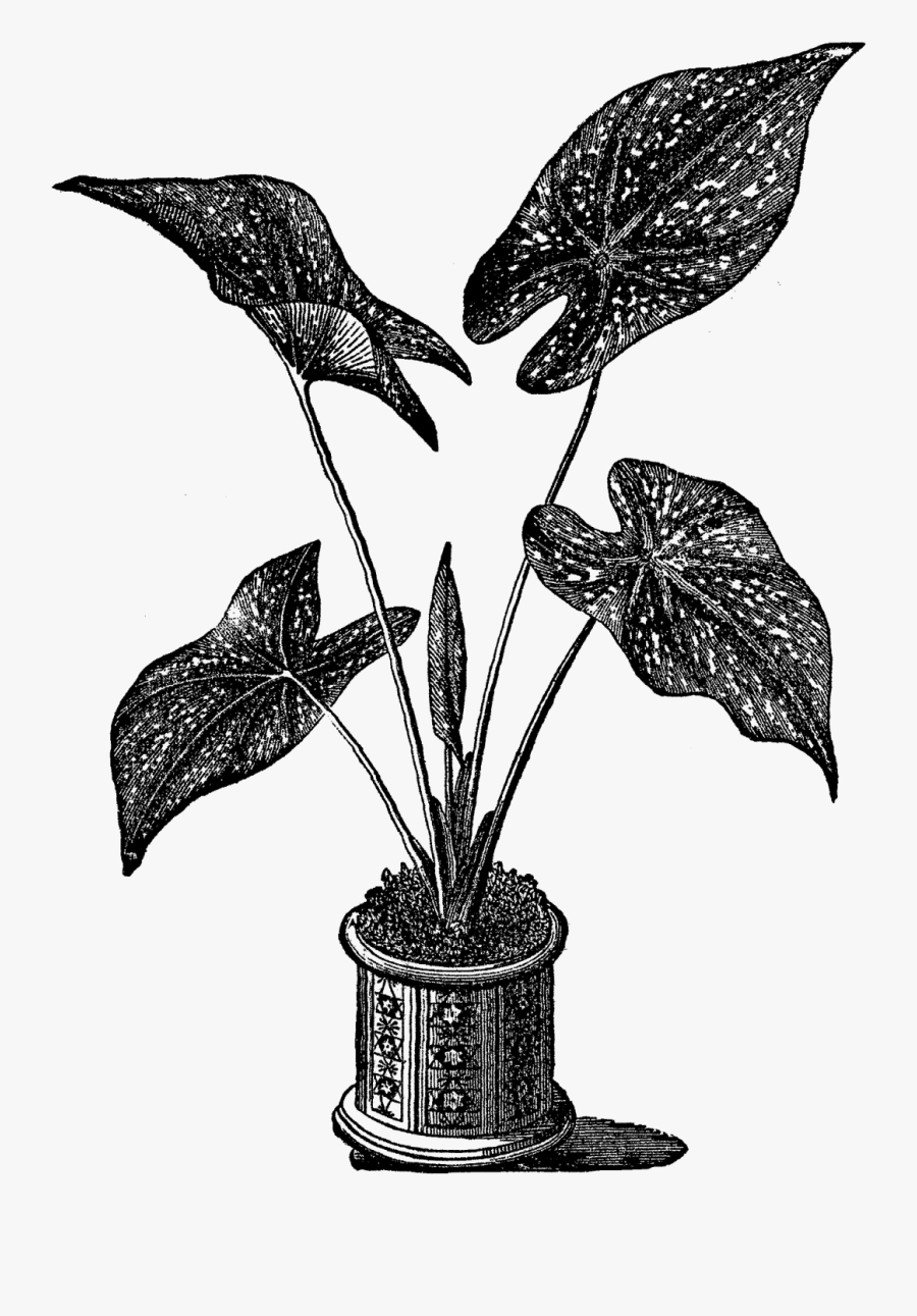 Illustration, Transparent Clipart