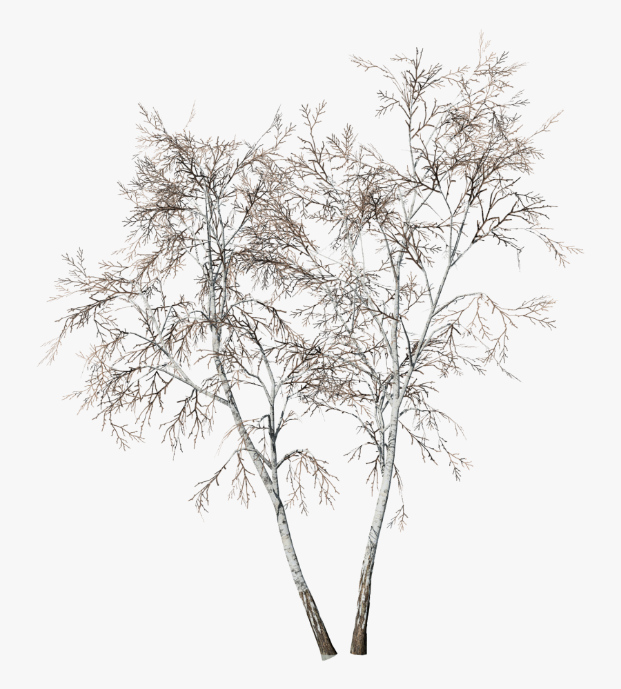 Bark Drawing Gum Tree - Birch Tree Drawing Png, Transparent Clipart