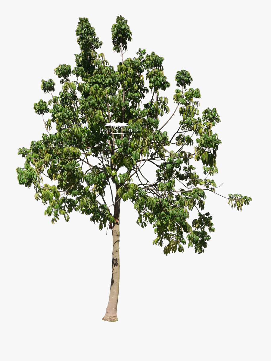 Trees Transparent Mahogany - Birch, Transparent Clipart