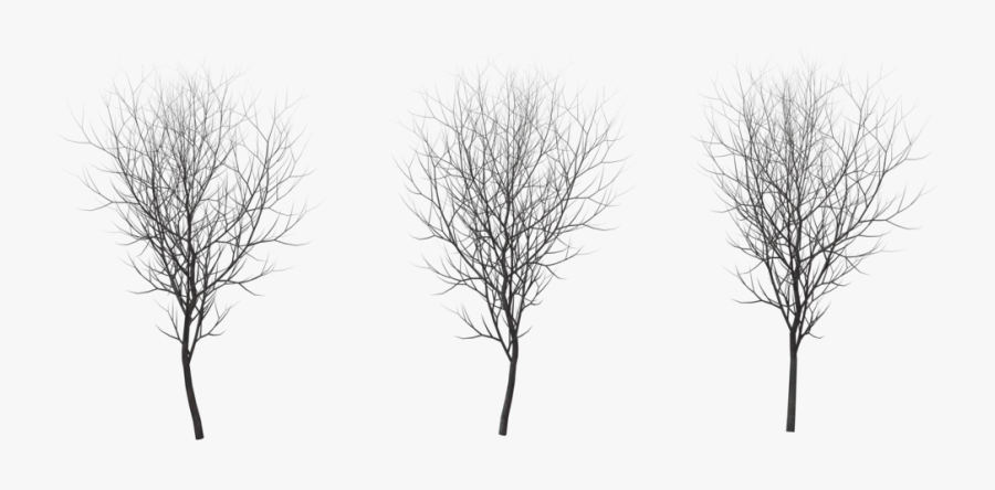Tree Winter Png - Winter Birch Tree Png, Transparent Clipart