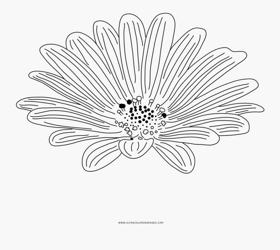 Transparent Daisy Outline Png - Line Art, Transparent Clipart