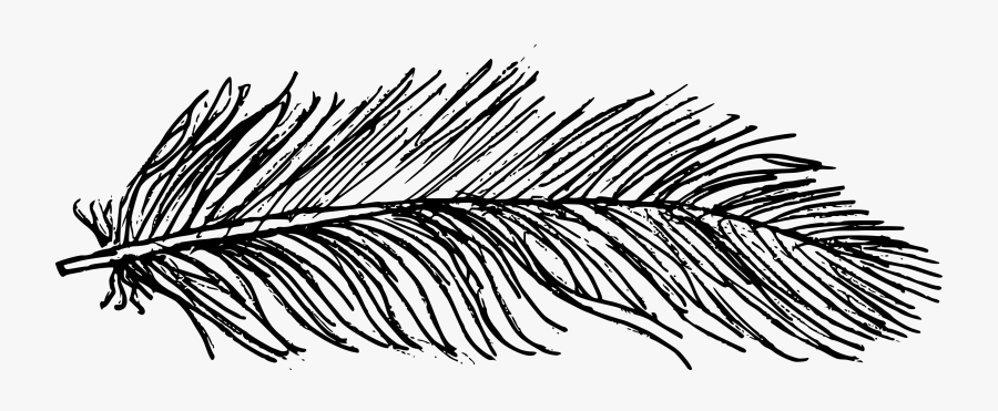 Drawing Feather Pattern - Line Art, Transparent Clipart