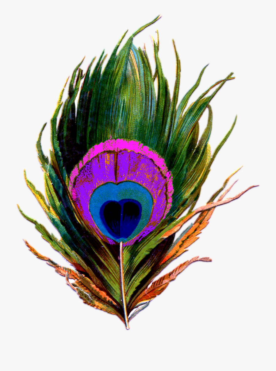Peacock Feather Png Logo, Transparent Clipart