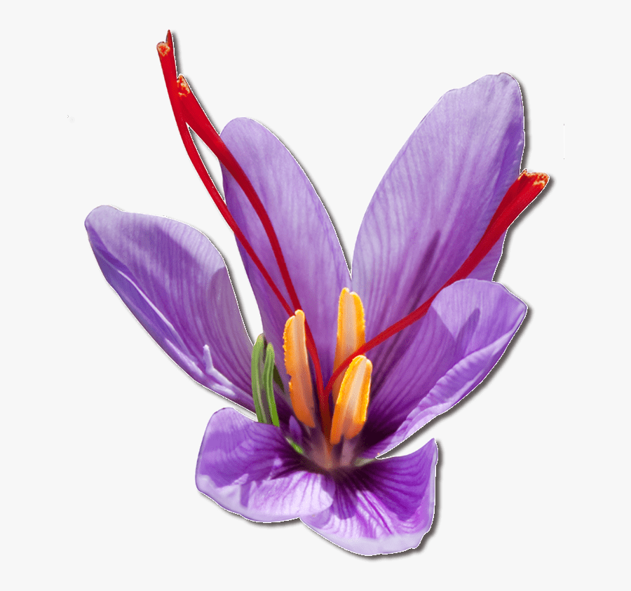 Purple Saffron Flower - Saffron Flower Transparent Background, Transparent Clipart