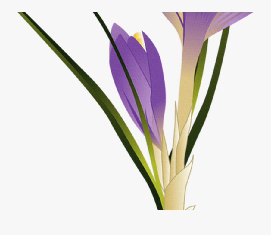 Transparent Crocus Png - Крокусы Клипарт, Transparent Clipart