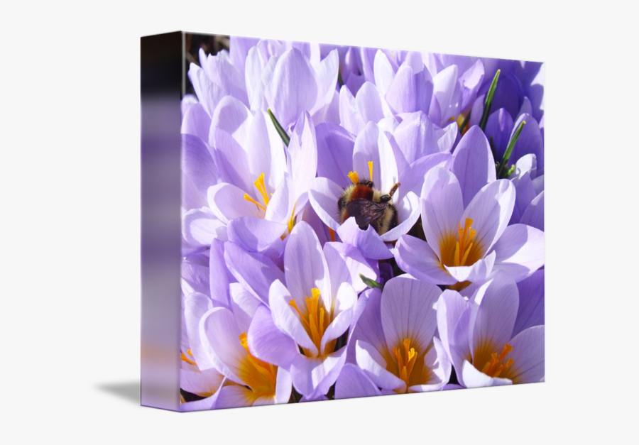 Transparent Crocus Clipart - Spring Crocus, Transparent Clipart