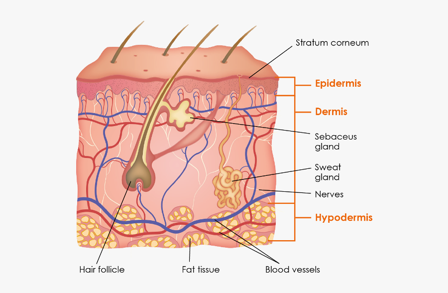 Physiology Griffin Row Epidermis - Scientific Illustration Skin, Transparent Clipart