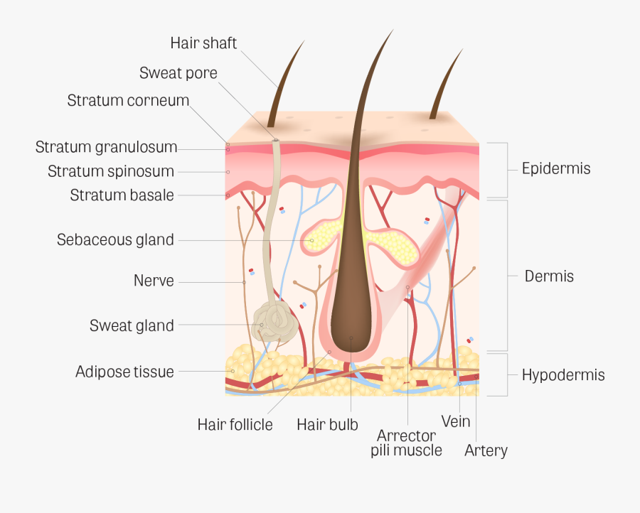 Skin Clipart Skin Diagram - Labeled Dermis Layer Of Skin, Transparent Clipart
