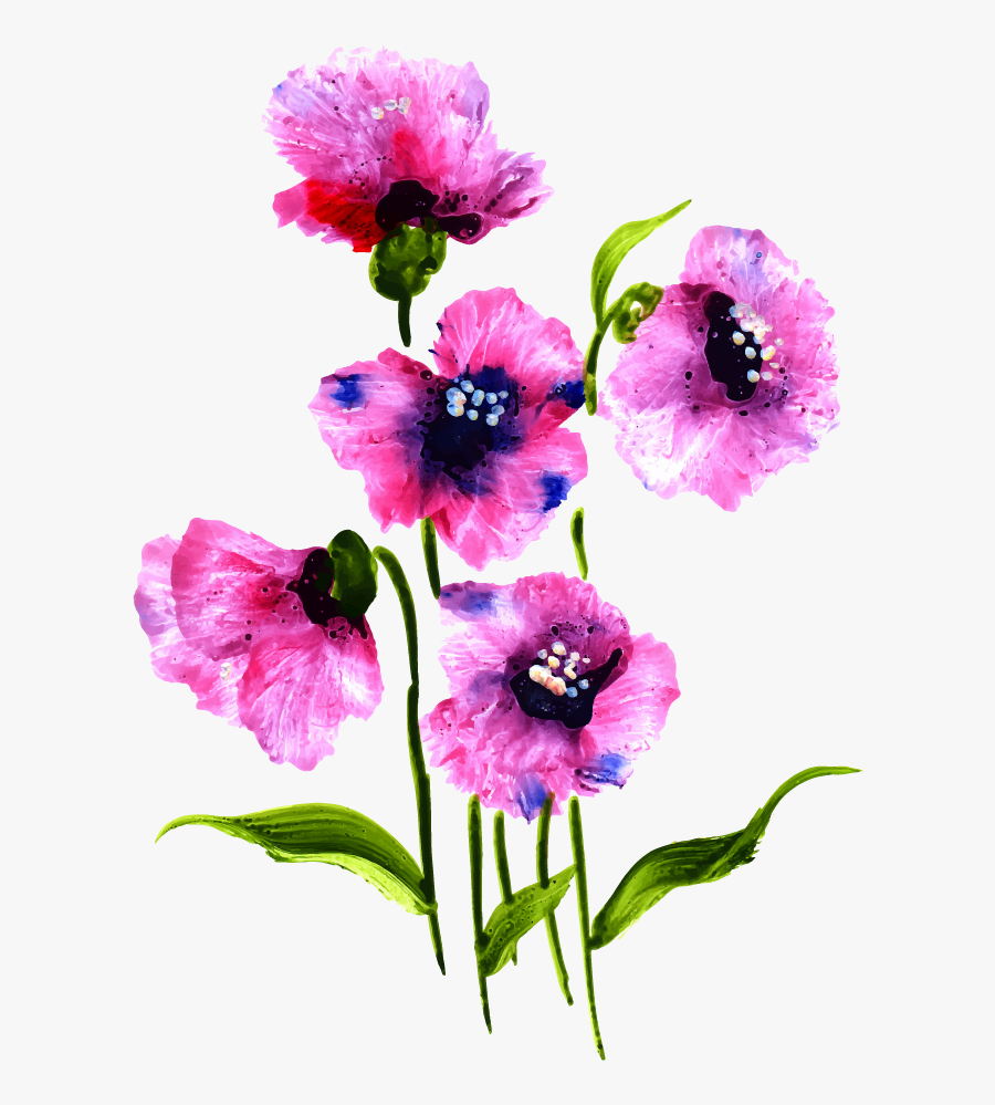 Oriental Poppy, Transparent Clipart