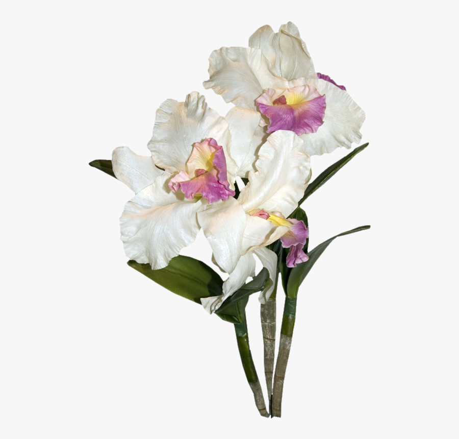 Armazém Das Flores - Clip Art, Transparent Clipart