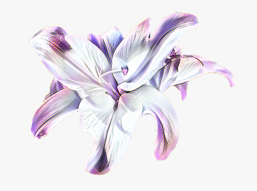 Flower On Transparent Background Flora - Flower Pic White Background Hd, Transparent Clipart