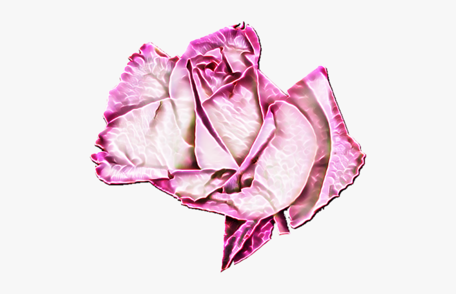 Flower On Transparent Background Flora - Hybrid Tea Rose, Transparent Clipart