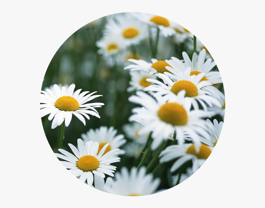 White Flowers We Heart , Png Download - Daisy Flower Gif, Transparent Clipart