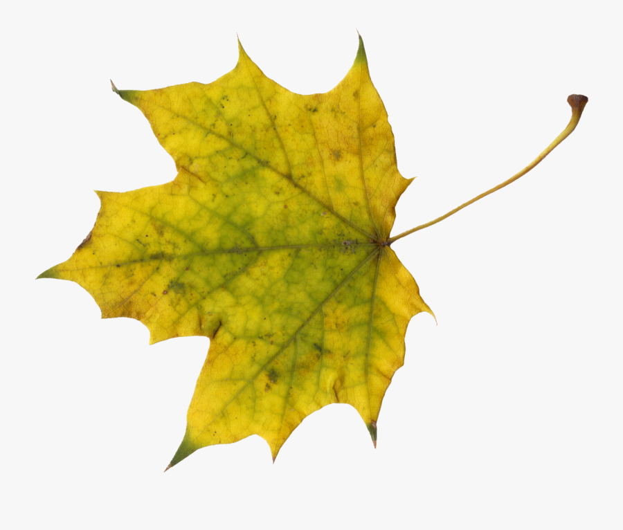 Maple Png Onlygfx - Sugar Maple Leave Clip Art, Transparent Clipart