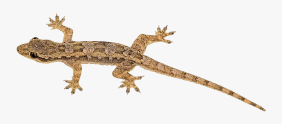 Brown Lizard - Chameleon Bearded Dragon Iguana, Transparent Clipart