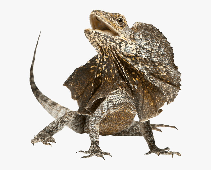 Horned Lizard Transparent Png - Chlamydosaurus Kingii, Transparent Clipart