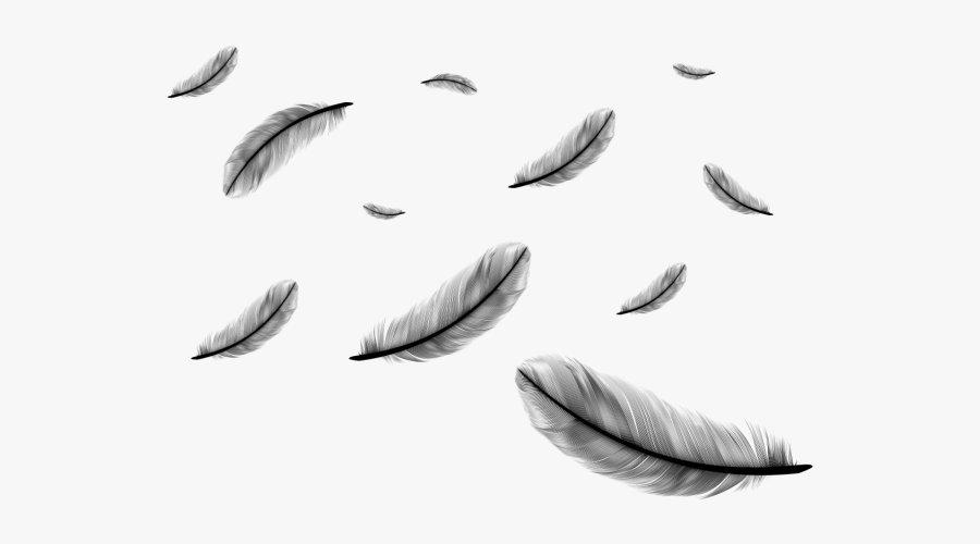 Vector Feather Falling - Falling Feathers Transparent Background, Transparent Clipart