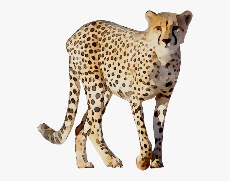 Cheetah Leopard Lion Animal Drawing - Cheetah Animal Images Png, Transparent Clipart