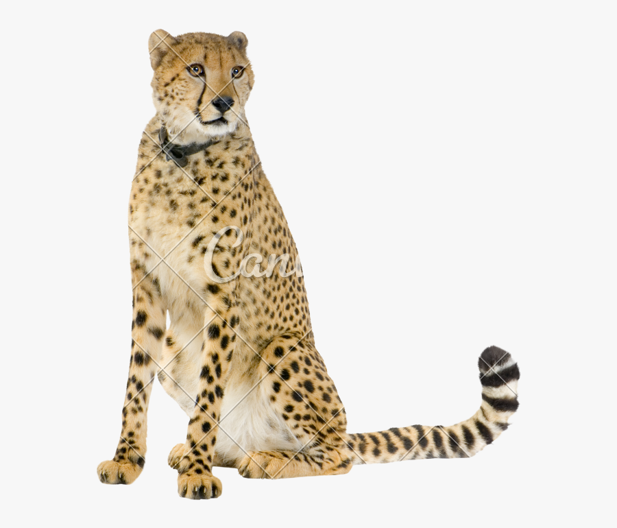 Cheetah Png Transparent - Transparent Cheetah Sitting, Transparent Clipart