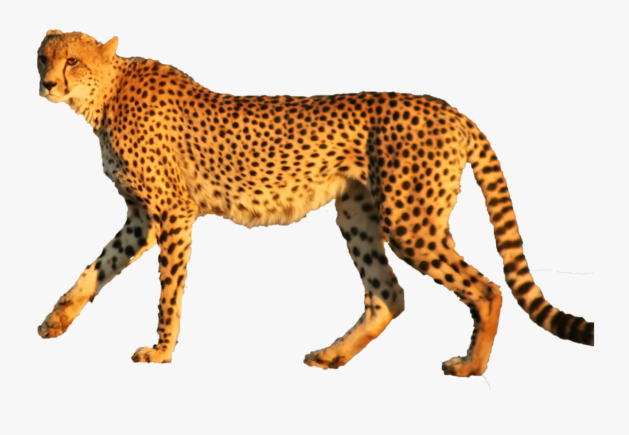 Cheetah Leopard Jaguar Animal Cat - Transparent Png Cheetah, Transparent Clipart