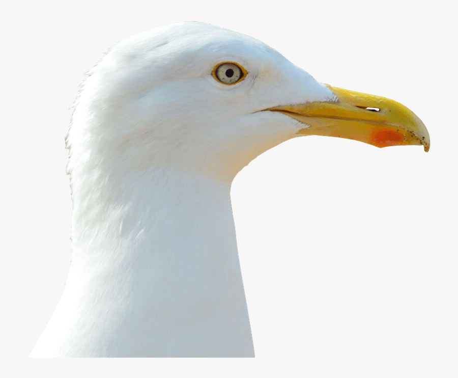 Seagull Beak Png, Transparent Clipart