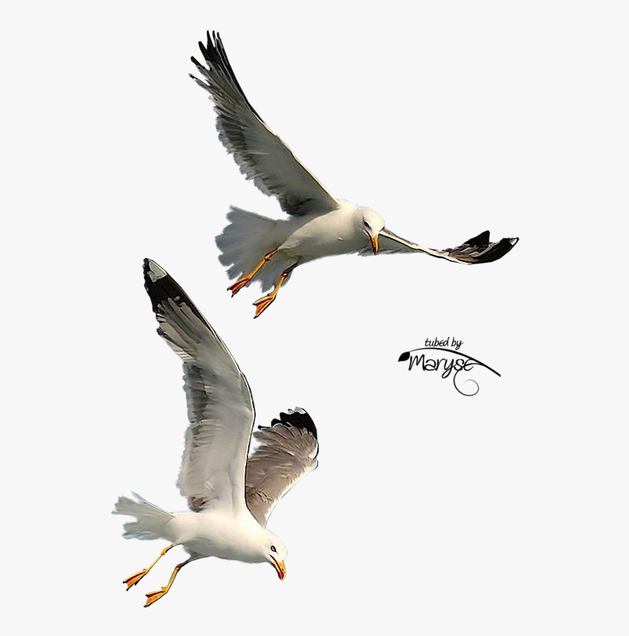 Free Download Seagulls Flying Png Clipart Gulls Bird - Seagull Png, Transparent Clipart