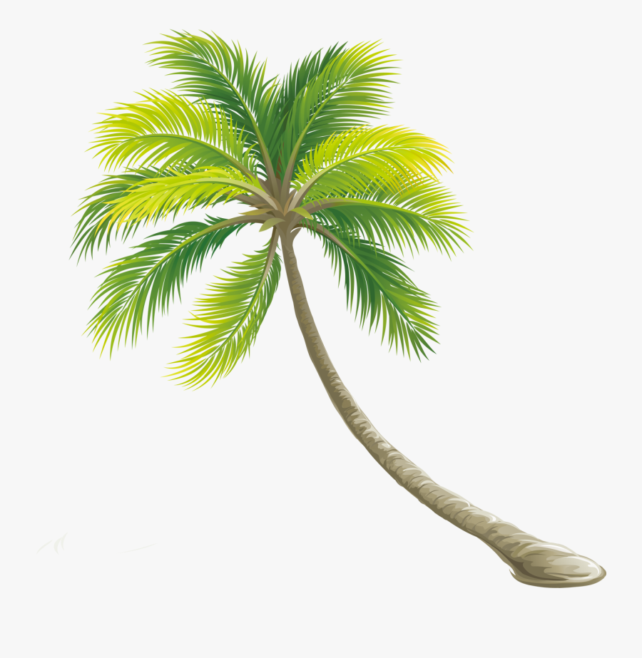 Tree Color Shrub - Transparent Background Palm Tree Png, Transparent Clipart