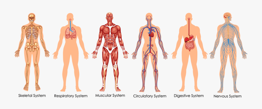 Transparent Circulatory System Clipart - Body Systems Diagram, Transparent Clipart