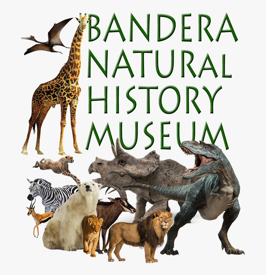 Museum Gallery - Giraffe, Transparent Clipart