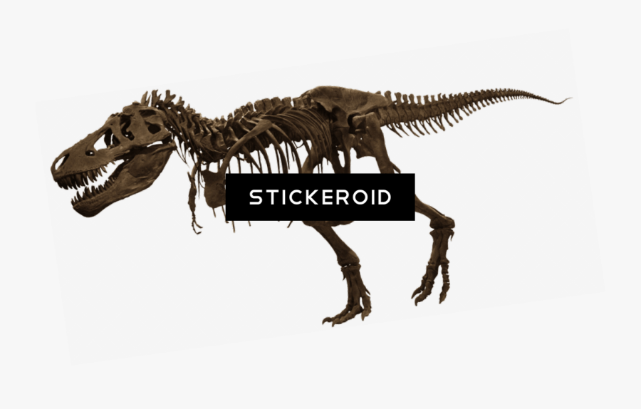 Transparent T Rex Png - American Museum Of Natural History, Transparent Clipart