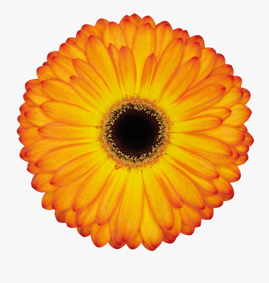 Gerbera Catwalk - Purple Instax Mini 9, Transparent Clipart