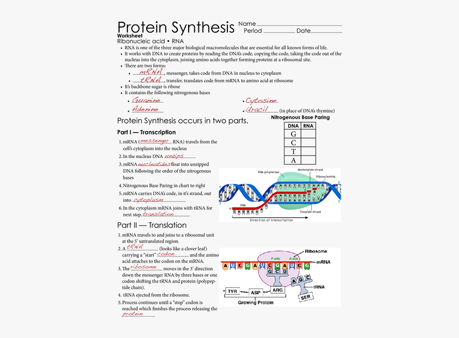 Document Clipart Handout Protein Synthesis Worksheet Ribonucleic Acid