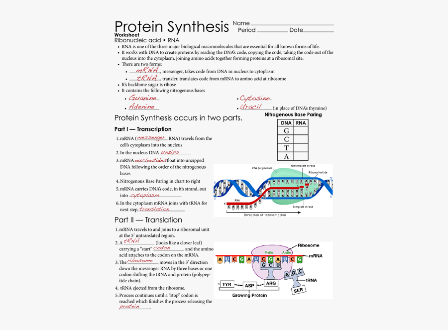 Document Clipart Handout - Protein Synthesis Worksheet Ribonucleic Acid Rna, Transparent Clipart