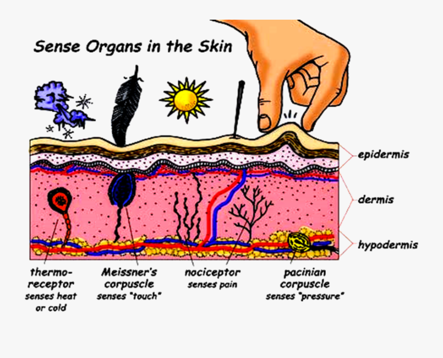 Transparent Nervous System Clipart - Skin Sense Of Touch, Transparent Clipart