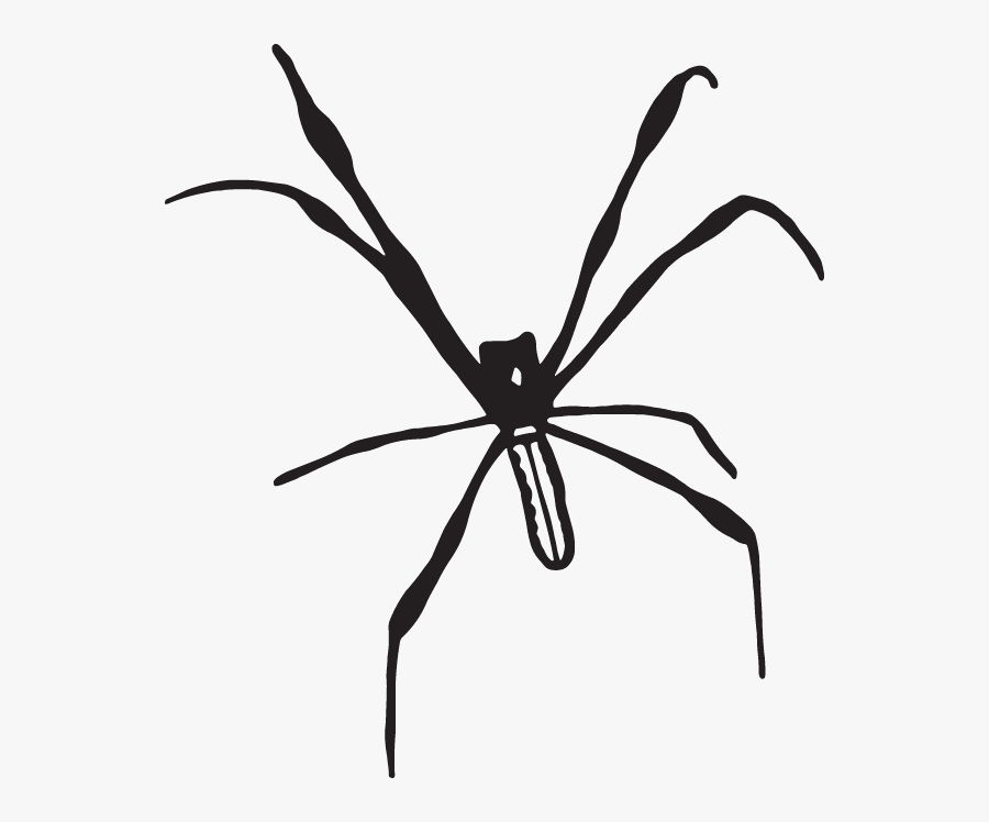 Araneus Cavaticus, Transparent Clipart